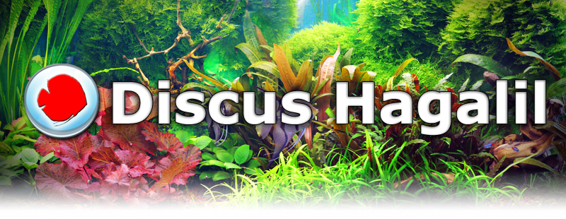 Discus Hagalil - Aquarium, fish, ponds