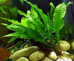 Microsorium Pteropus