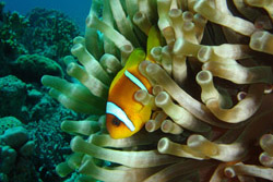 Thumbnail image for images/דגי-מים-מלוחים/דג-ליצן.jpg