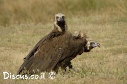 עזנייה-שחורה