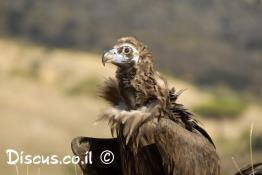 עזנייה-שחורה