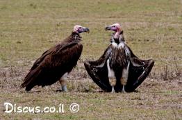 עזניית-הנגב