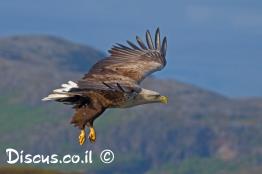 עיטם-לבן-זנב