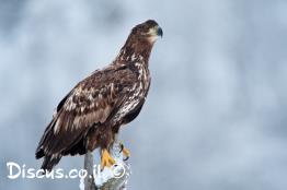 עיטם-לבן-זנב