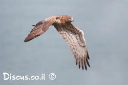 חיוויאי-הנחשים