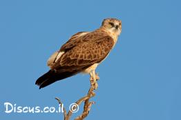 חיוויאי-הנחשים