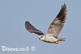 דאה-שחורת-כתף