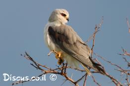 דאה-שחורת-כתף