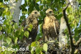 עקב-מכנסיים