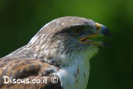 עקב-מכנסיים
