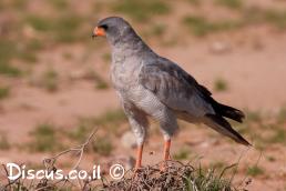 נץ קולני אפור