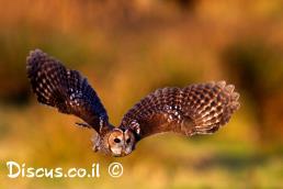 לילית מצויה