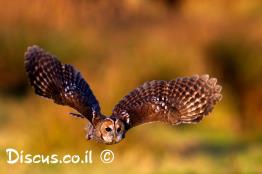 לילית-מצויה