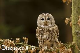 לילית-מצויה