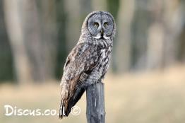 לילית-אפורה