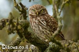 כוס החורבות