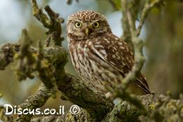 כוס-החורבות
