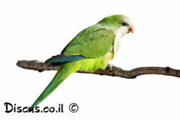 דררה-אפורת-לחי