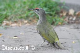 נקר אפור ראש