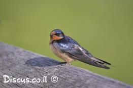 סנונית-הרפתות