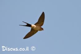 סנונית-המערות