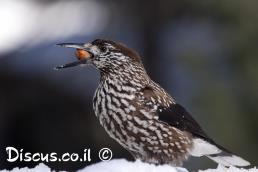 קיק האגוזים