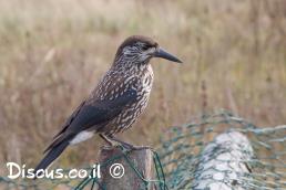 קיק האגוזים
