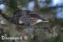 קיק האגוזים