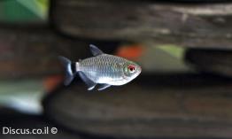 טטרה-עין-אדומה