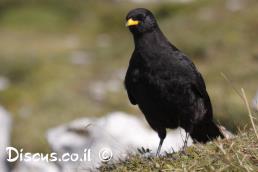 זג צהוב מקור