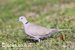 תור-צווארון