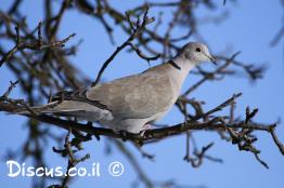 תור-צווארון