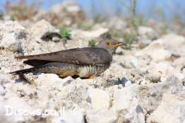 קוקייה-אירופית