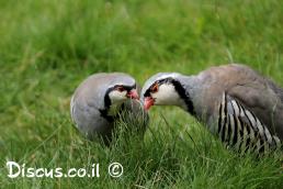 חוגלה יוונית