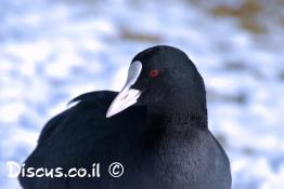 אגמית-מצויה