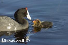 אגמית-מצויצת