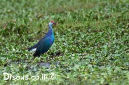 פורפיריה-כחולה