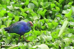 פורפיריה-כחולה