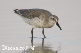 חופית-להקנית