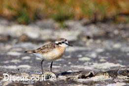 חופמי-אפריקאי