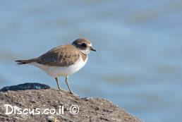 חופמי אמריקני