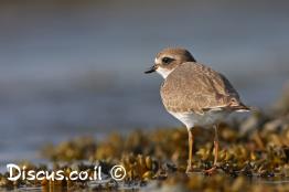 חופמי-אמריקני