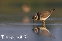 חופמי-צווארון