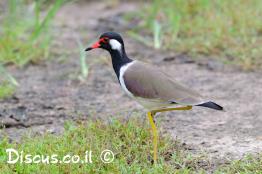 קיווית-אדומת-משקפיים