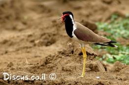 קיווית-אדומת-משקפיים