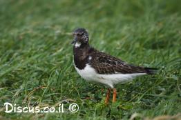 ארנריה-אדמונית