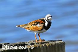 ארנריה-אדמונית