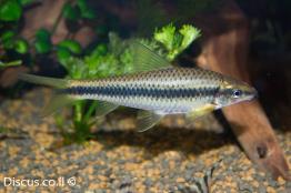 אוכל-אצות-סיאמי