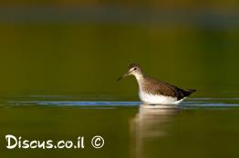 ביצנית-שחורת-כנף