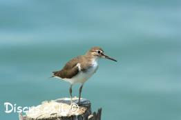 ביצנית-שחורת-כנף